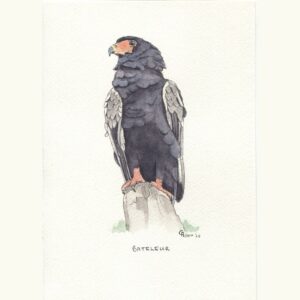 Bateleur
