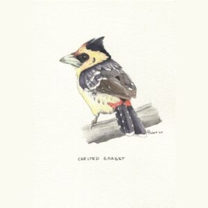 Crested Barbet