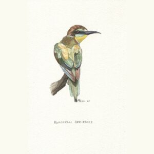 European Bee-eater
