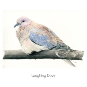 laughing dove original