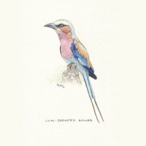 Lilac-breasted Roller