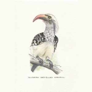 Red-billed Hornbill