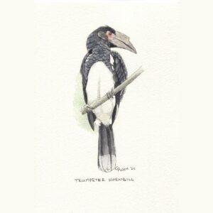 Trumpeter Hornbill