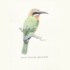 White-fronted Bee-eater