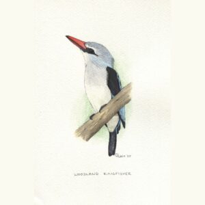 Woodland Kingfisher